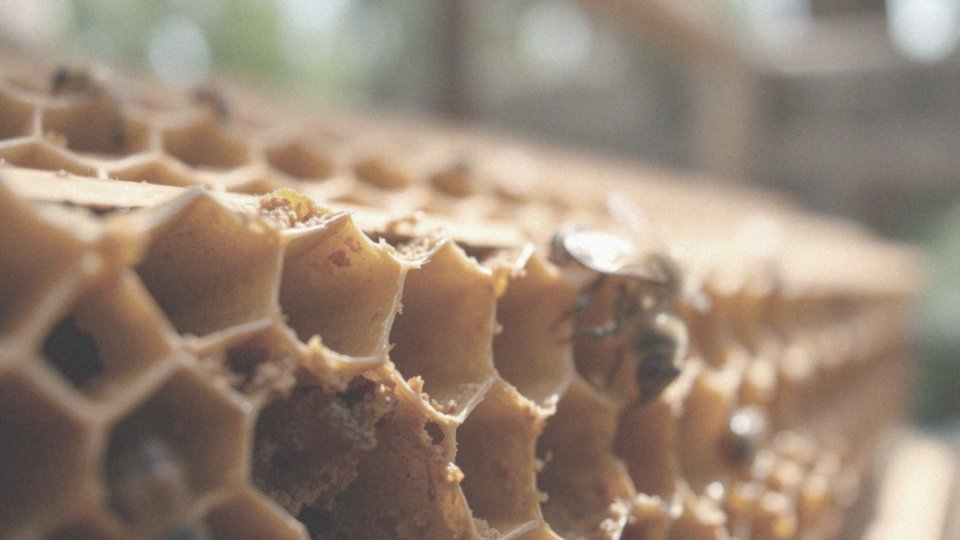 Dlaczego propolis jest ważnym produktem pszczelim?